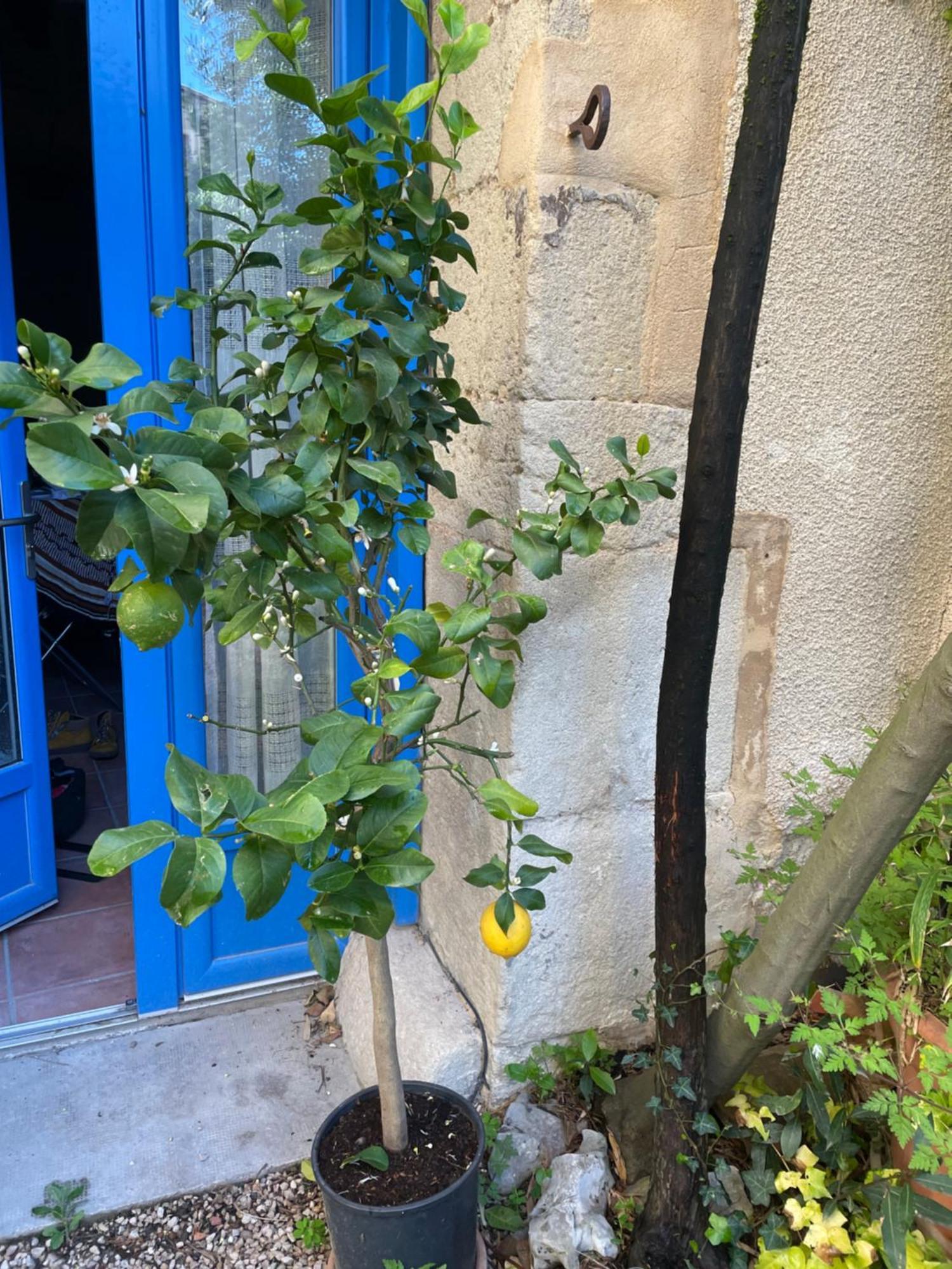 Appartement Cosy Malaucène エクステリア 写真